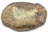 Fossil Dinosaur Phalanx (Toe) Bone - Montana #246234-2